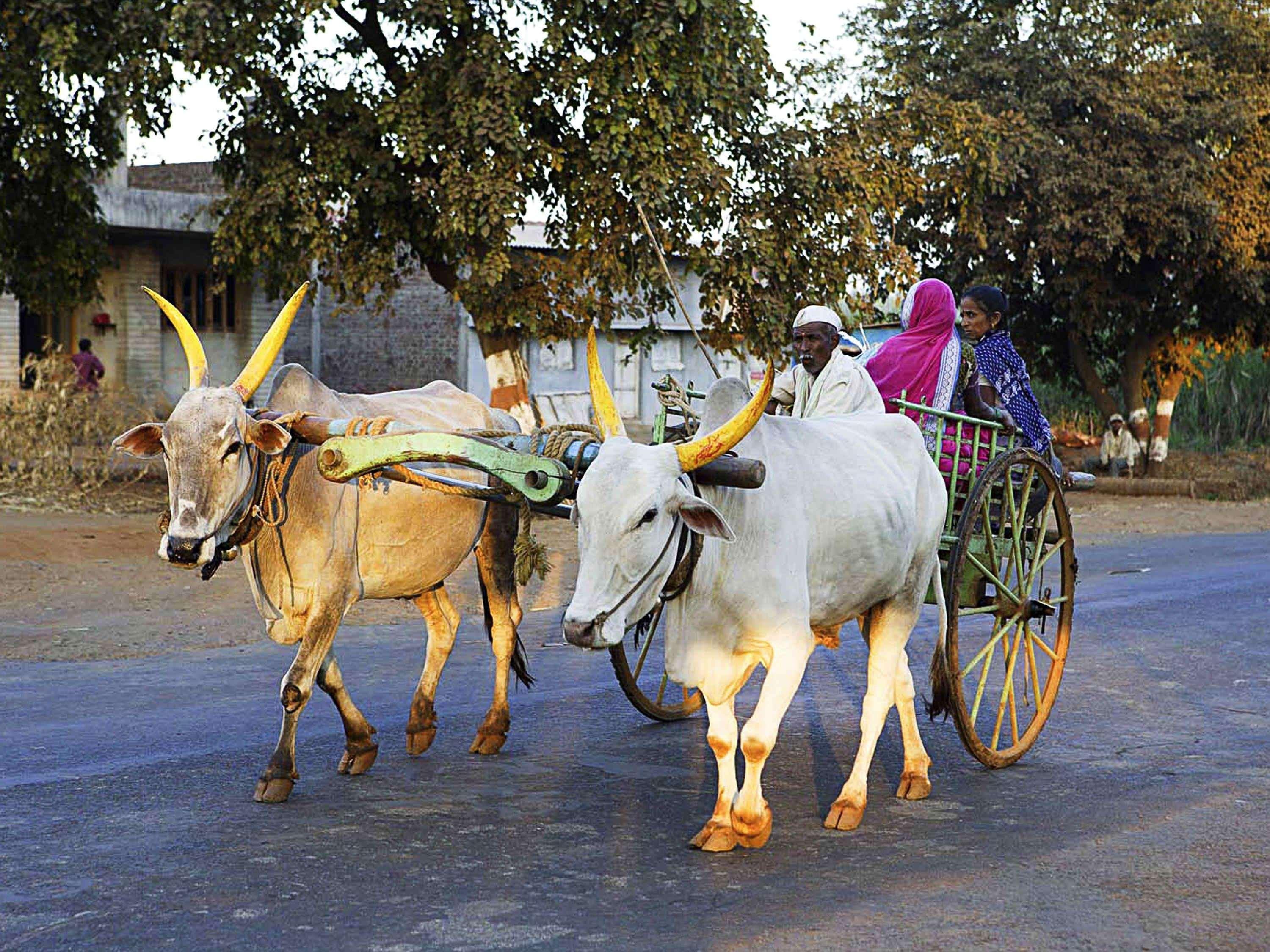 Novotel Chennai Chamiers Road Exterior foto Oxen pulling a cart in India